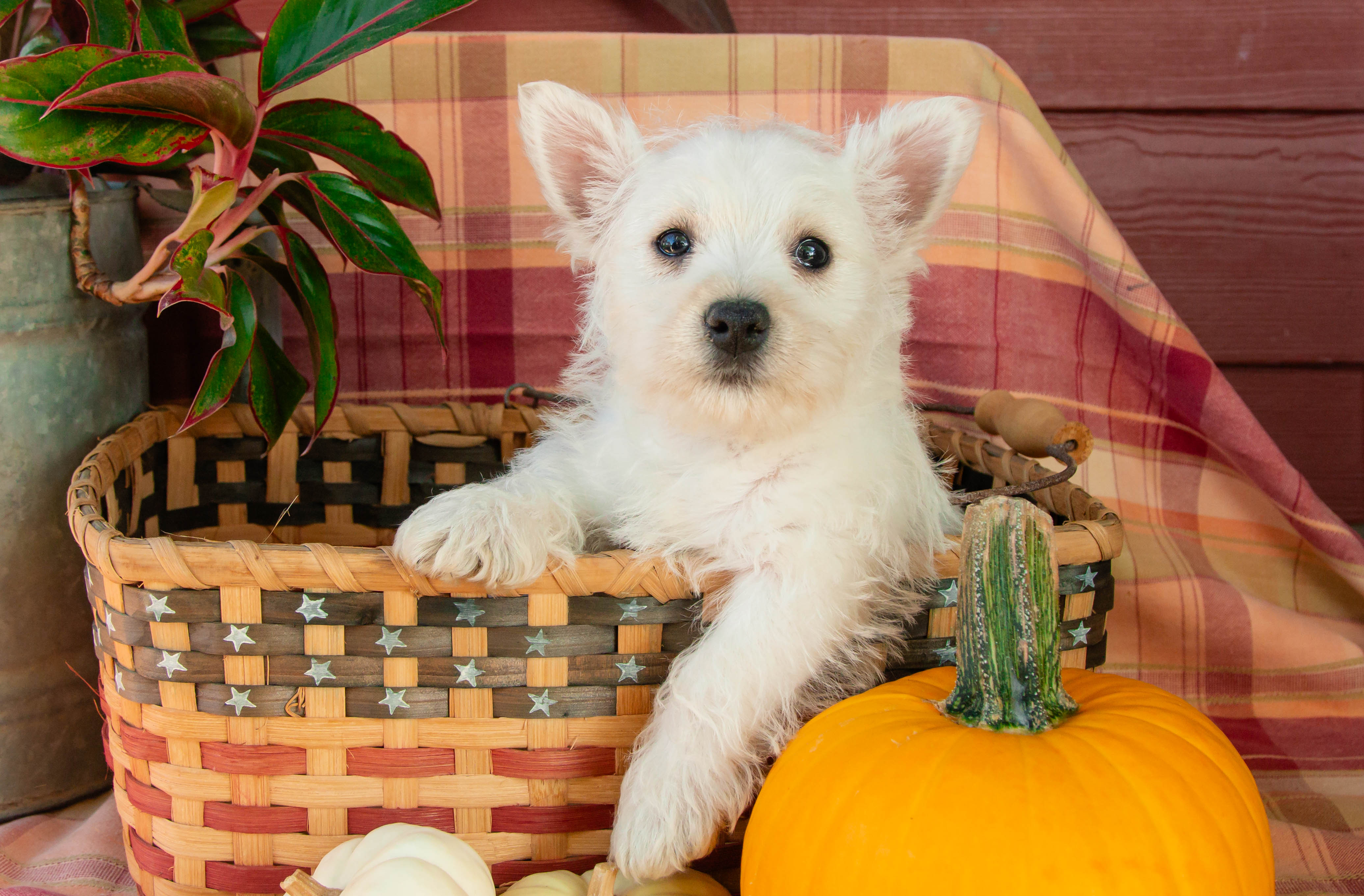 puppy, for, sale, West Highland White Terrier, Amos B. King, dog, breeder, Romney, WV, dog-breeder, puppy-for-sale, forsale, nearby, find, puppyfind, locator, puppylocator, aca